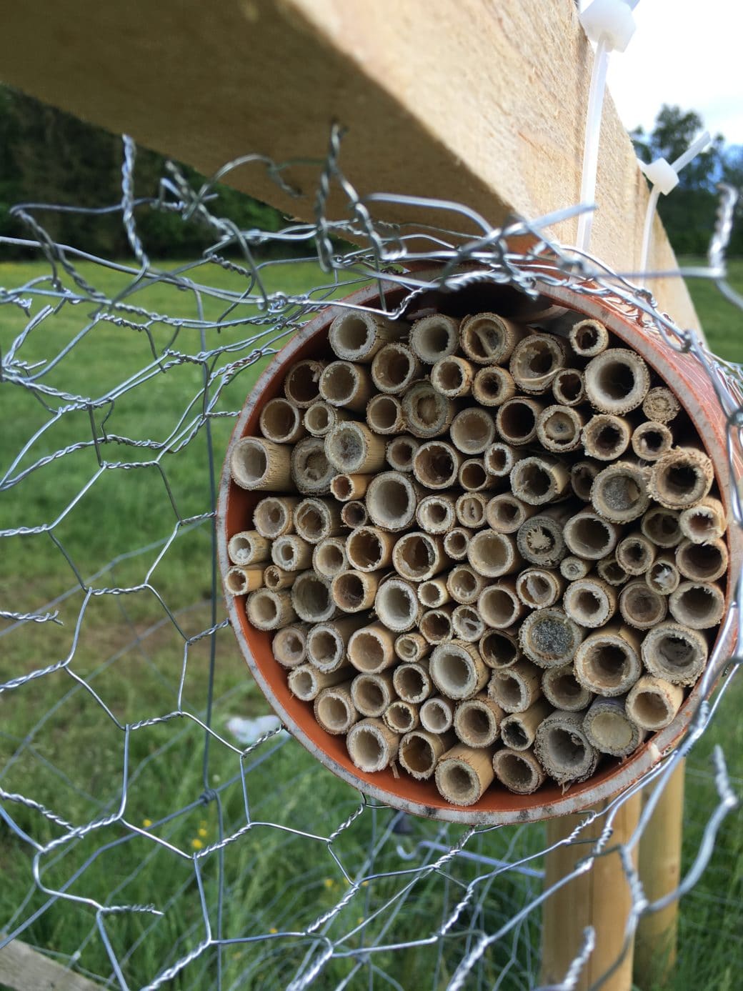 Abbildung: Das Foto zeigt eine Nist-Hilfe für Bienen, die mit Kabelbindern an der Umzäunung einer Klimamess-Station auf einer Wiese befestigt ist. Bei der Nist-Hilfe handelt es sich um ein Kunststoff-Rohr, das der Länge nach gefüllt ist mit markhaltigen Pflanzenstängeln in unterschiedlichen Durchmessern. Bei den Stängeln auf dem Foto ist das Mark nicht mehr vorhanden, so dass die Stängelrohre ausgehöhlt sind. Rund um die Nisthilfe ist ein Schutz aus Maschendrahtzaun angebracht.