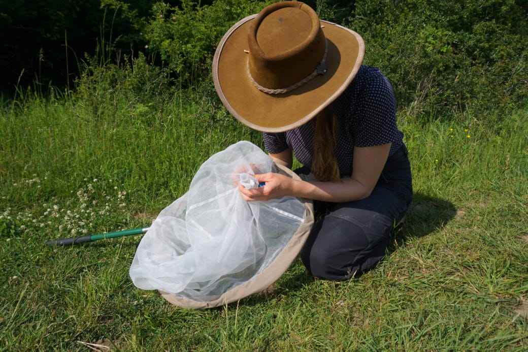 Abbildung: Das Foto zeigt auf einer sommerlichen Wiese eine junge Wissenschaftlerin, die auf dem Boden kniet. Vor ihr liegt ein Kescher, den sie zum Fangen von Bienen verwendet hat. Unter dem Keschernetz hält sie in der rechten Hand ein Probenröhrchen, mit dem sie eine Biene eingesammelt hat. Mit der linken Hand hält sie von außen das Netz fest.