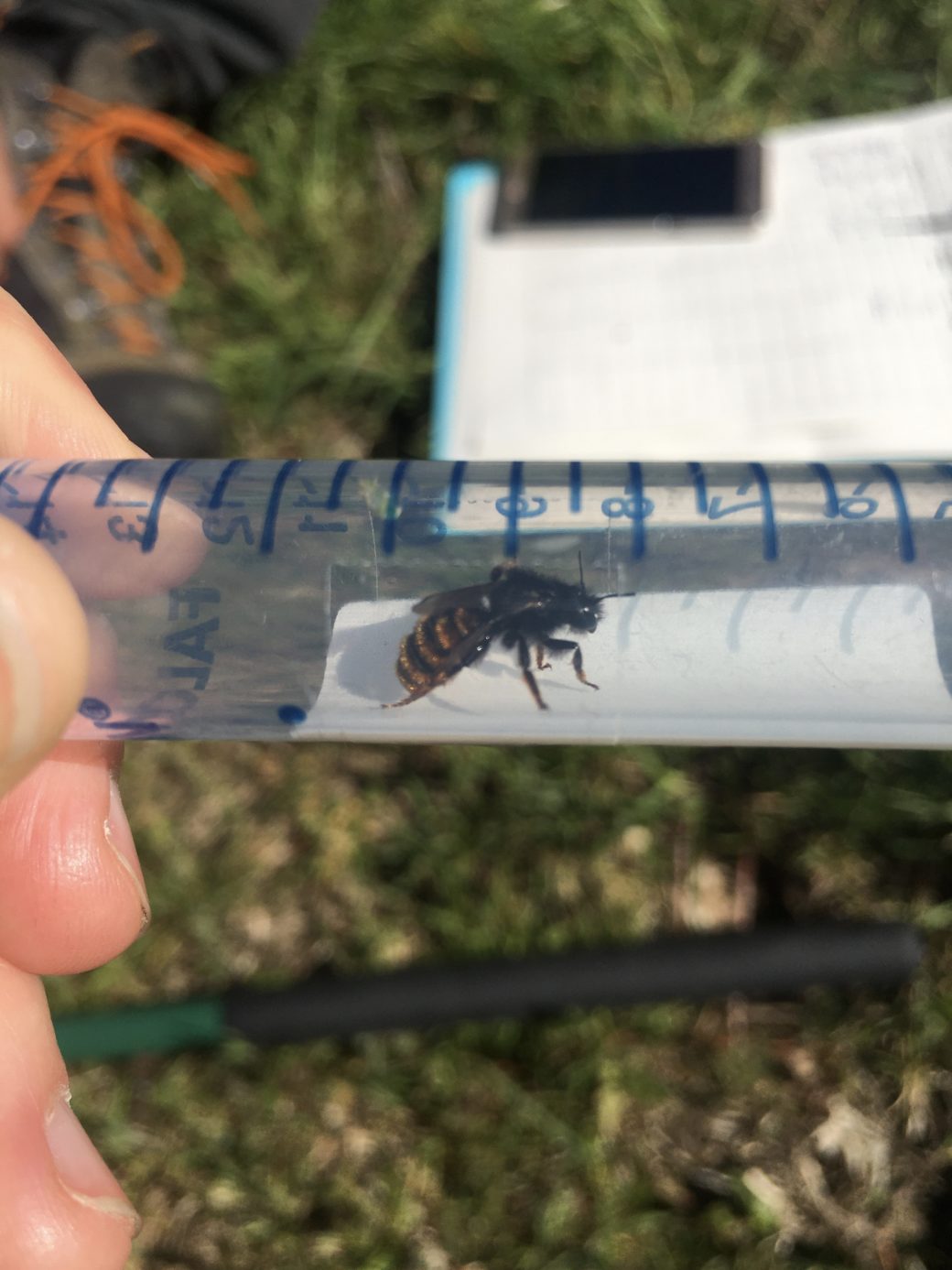 Abbildung: Das Foto zeigt eine gefangene, lebende Mauerbiene in einem transparenten Kunststoff-Röhrchen mit blau aufgedruckter Maß-Einteilung, das waagerecht vor die Kamera gehalten wird. Im Hintergrund ist Wiesenboden zu erkennen.