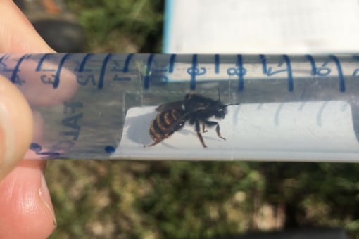 Picture: The photo shows a captured, living mason bee in a transparent plastic tube with blue printed graduations, which is held horizontally in front of the camera. In the background meadow soil can be seen.