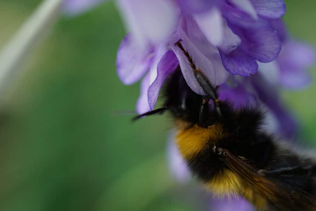 Picture: The photo shows a bumblebee hanging from the bottom of the purple flower of a meadow plant, searching for nectar and pollen with its head between the petals.