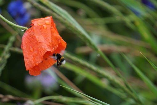 Abbildung: Das Foto zeigt eine pollenbeladene Erd-Hummel, lateinisch Bombus terrestris, beim Einflug in eine orange-rote Mohnblüte, die nach unten hängt. Auf den Blättern der Blüte befinden sich Wassertropfen. Im Hintergrund sind grüne Getreide-Ähren zu sehen.