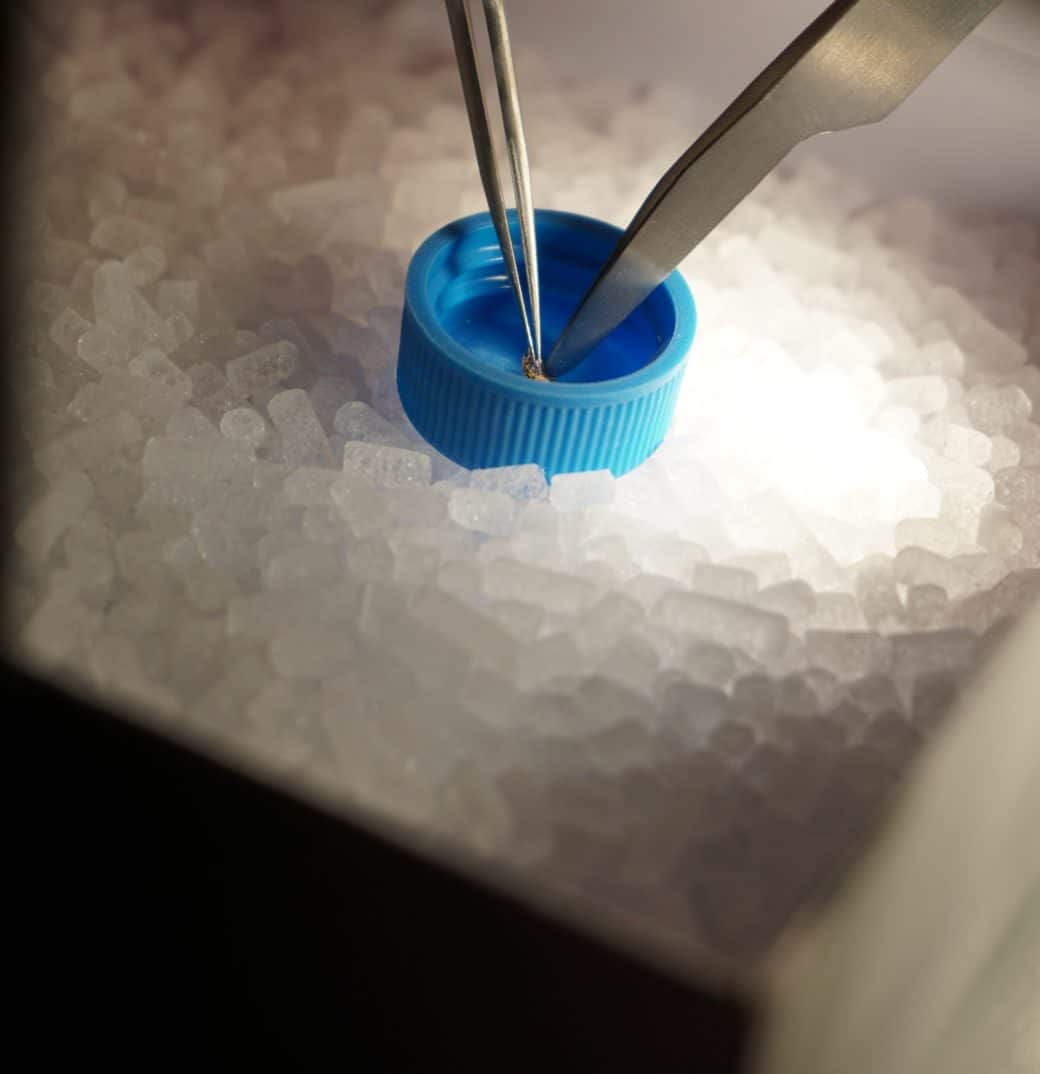Abbildung: Das Foto zeigt einen Behälter, der mit Trocken-Eis gefüllt ist. Auf dem Eis liegt ein blauer Schraubverschluss, in dem eine Biene liegt. Zu sehen sind die Spitzen zweier Pinzetten, mit denen aus dem Bienenkörper eine Probe entnommen wird.
