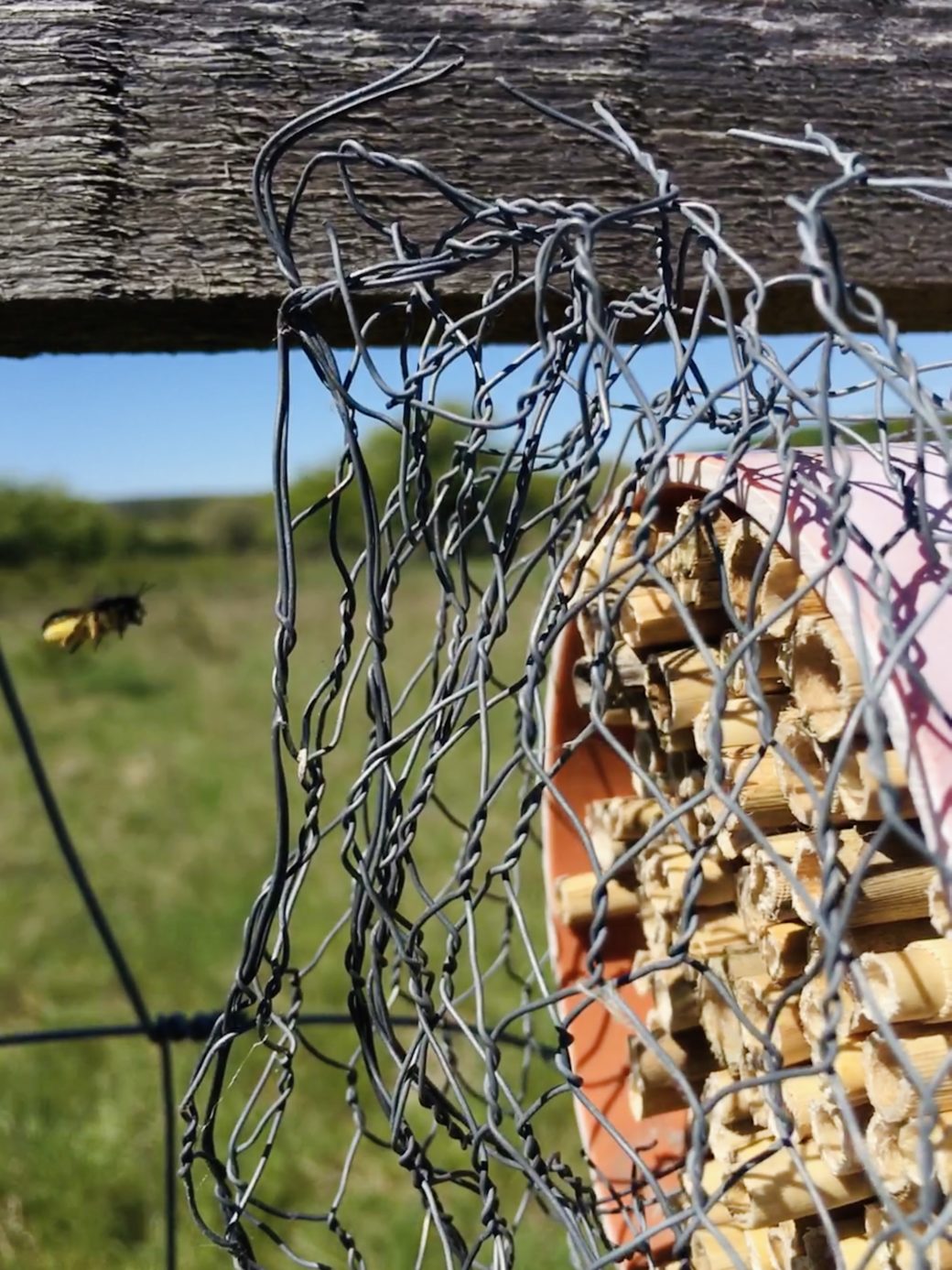 Abbildung: Das Foto zeigt eine Blattschneiderbiene im Anflug auf ihr Nest, das sich in einer Nisthilfe befindet. Die Nisthilfe ist von Maschendraht umgeben und an der Umzäunung einer Klimamess-Station auf einer Wiese befestigt.