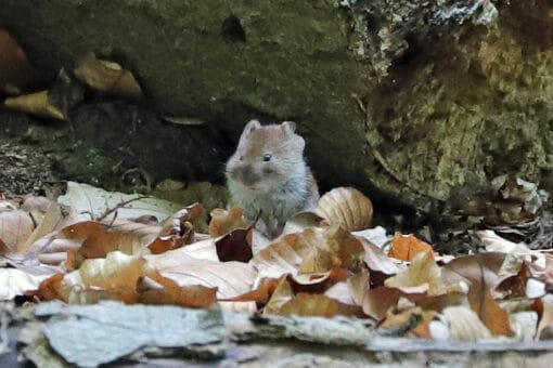 Abbildung: Das Foto zeigt eine Maus, die zwischen Stücken von Totholz sitzt.