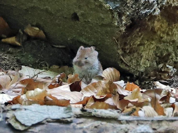 Abbildung: Das Foto zeigt eine Maus, die zwischen Stücken von Totholz sitzt.