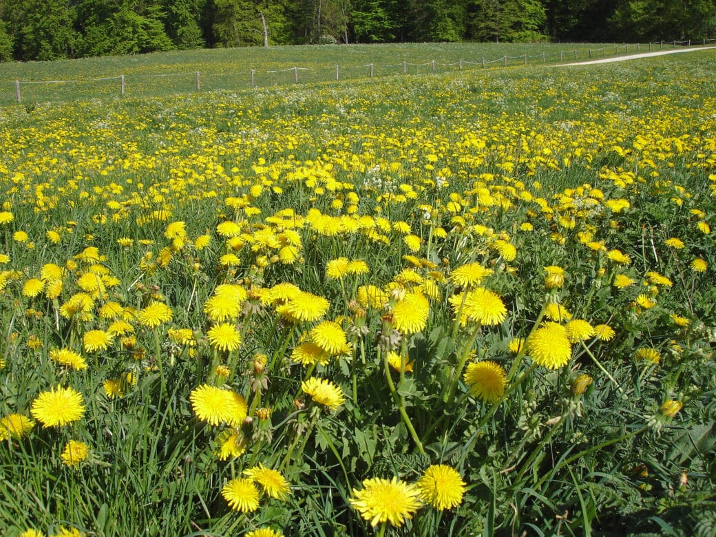 Picture: The photo shows a sunlit green meadow with yellow flowering dandelions. A dirt road can be seen in the background as well as a deciduous forest that runs along the pasture.