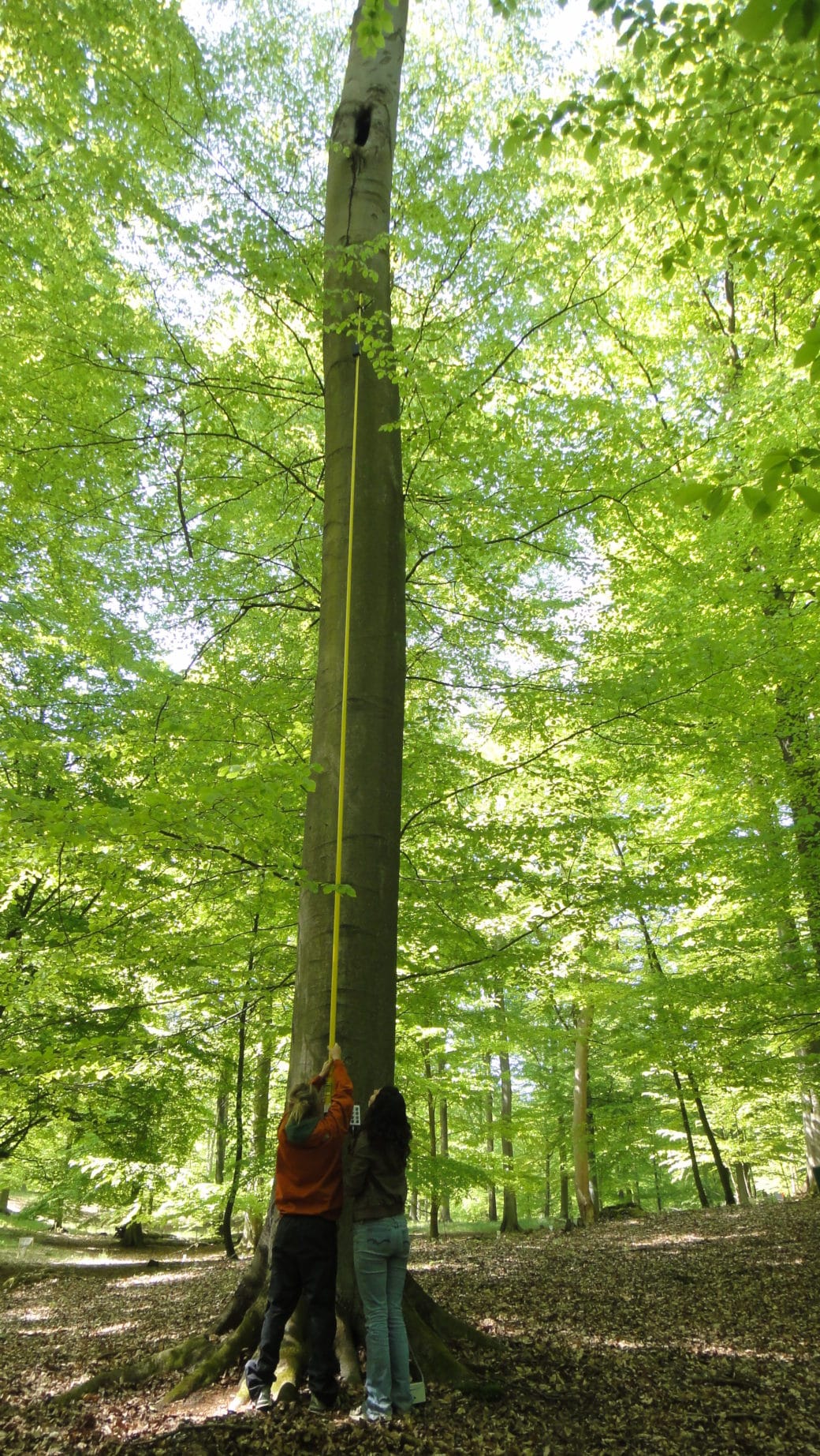 Picture: The photo shows two young female scientists standing in front of a beech tree in the forest in spring. One of the women is holding a yellow extendable pole, about 5 to 6 meters long, upwards to the tree trunk. At the end of the pole is a camera that is used to perform a tree cavity inspection to check the contents.
