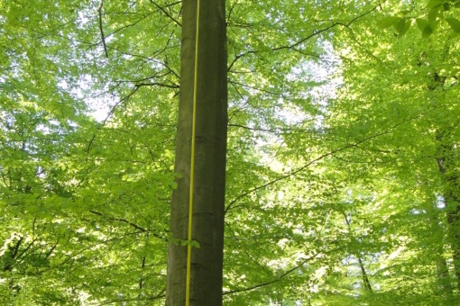 Picture: The photo shows two young female scientists standing in front of a beech tree in the forest in spring. One of the women is holding a yellow extendable pole, about 5 to 6 meters long, upwards to the tree trunk. At the end of the pole is a camera that is used to perform a tree cavity inspection to check the contents.