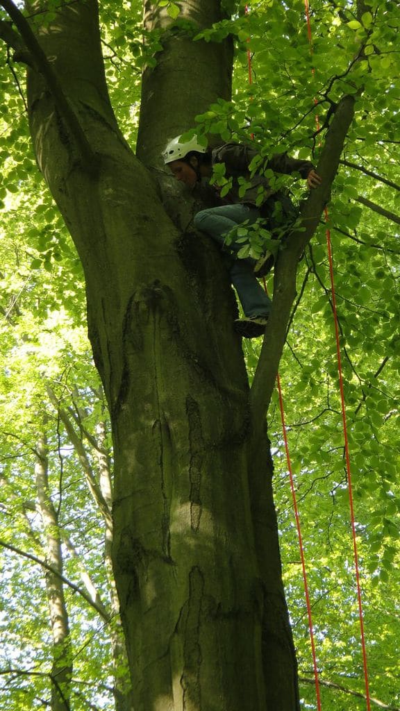 Picture: The photo shows a young helmeted scientist high up in a beech tree, leaning between a thick branch and the tree trunk and looking into a tree cavity.