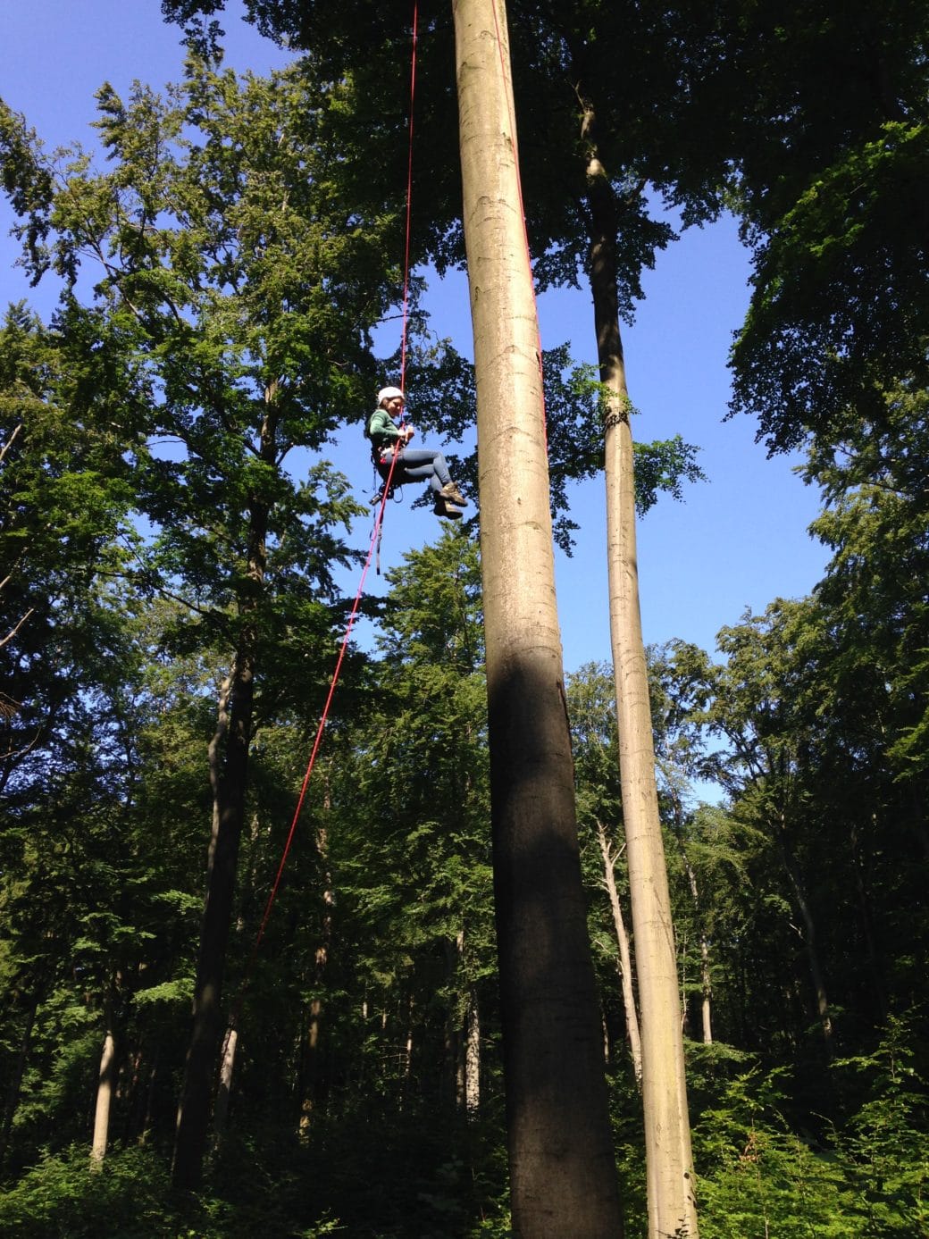 Picture: The photo shows a young helmeted scientist rappelling down a copper beech tree in a summer forest. Below the tree crown, the trunk is bare, with no branches growing out of it.