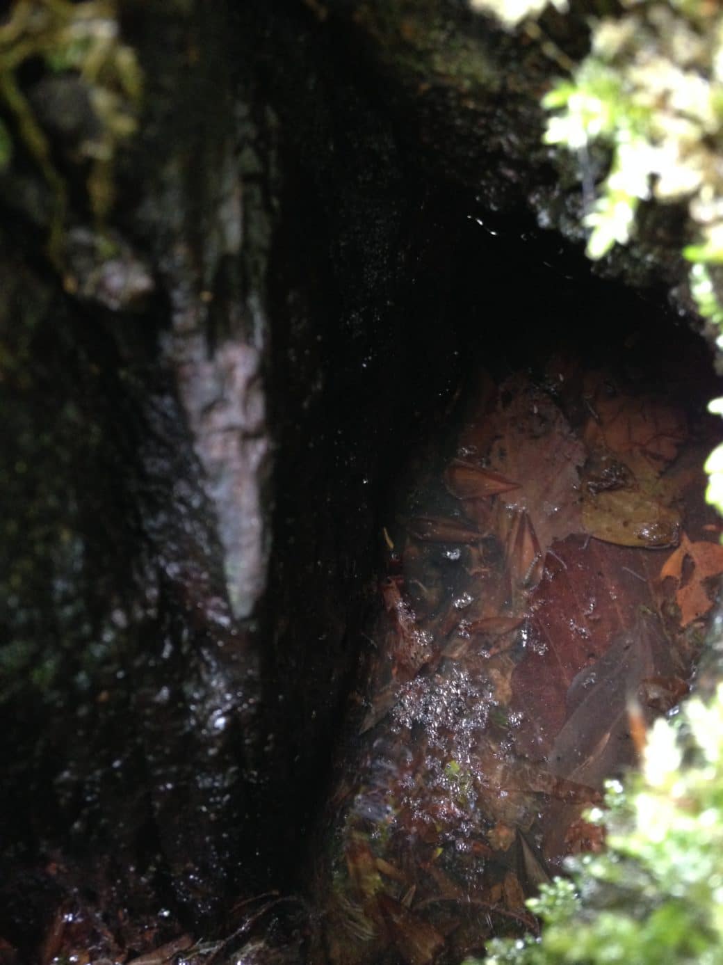 Abbildung: Das Foto zeigt eine wassergefüllte Baumhöhle, deren Boden komplett mit verwelktem Laub bedeckt ist.