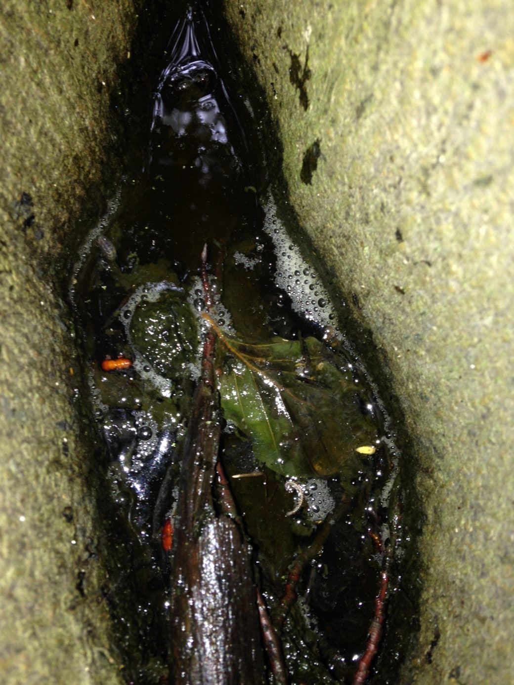 Picture: The photo shows a water-filled tree cavity with branches, bark, leaves and insects floating in it.