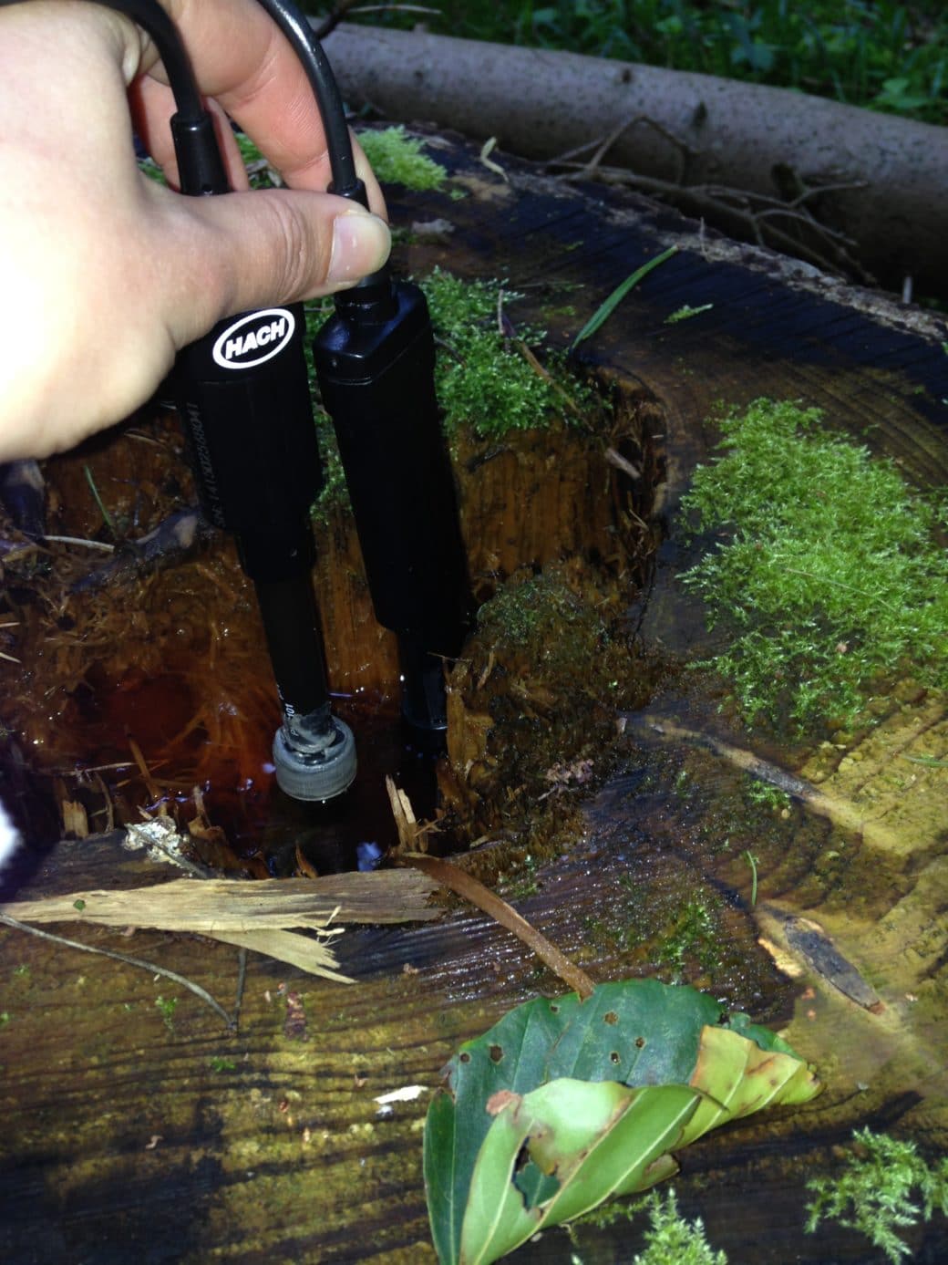 Picture: The photo shows two electrodes of a multi-probe held in the water-filled cavity of a tree stump for the measurement of abiotic parameters