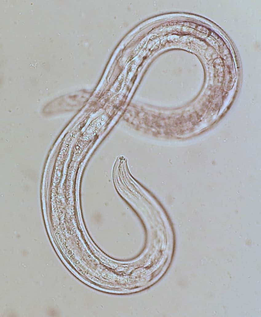 Abbildung: Das Foto zeigt die Mikroskop-Aufnahme eines Fadenwurm-Exemplars der Art Acrobeloides buetschlii.
