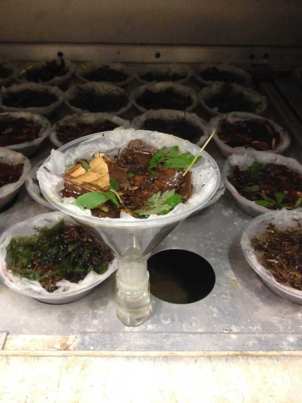 Picture: The photo shows in the foreground an extraction glass funnel lined inside with a white cloth-like material containing green and wilted brown plant leaves in a liquid. The funnel stands on the edge of a metal holder with round openings in the surface. nineteen more filled funnels are stuck in these openings.