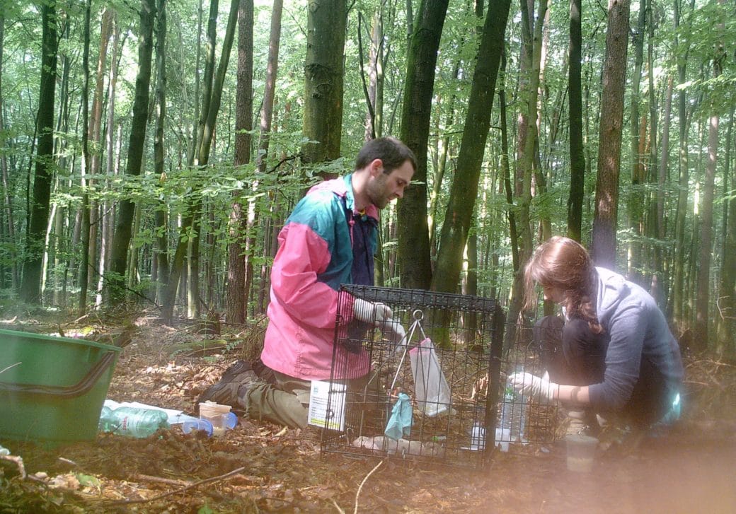 Abbildung: Das Foto zeigt in einem sommerlichen Buchenwald eine junge Wissenschaftlerin und einen jungen Wissenschaftler neben einem schwarzen Gitterkäfig. In dem Käfig befindet sich ein Ferkelkadaver, von dem die Frau und der Mann Proben nehmen.