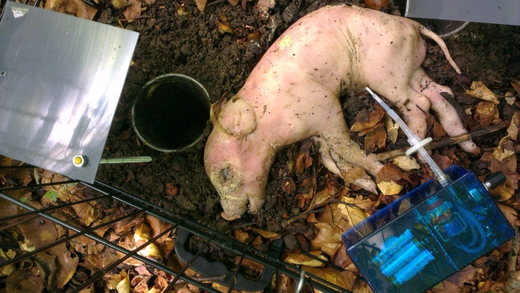 Picture: The photograph shows, photographed from above, a dead piglet on the forest floor in a cage with black bars. To the left of the piglet is a hollow cylindrical metal tube in the floor, next to which is a metal rod in the floor, to which a square metal surface is screwed as a kind of roof over the tube. To the lower right of the piglet, in a transparent blue housing, is a device for collecting scent samples of the volatile decomposition substances of the carcass.