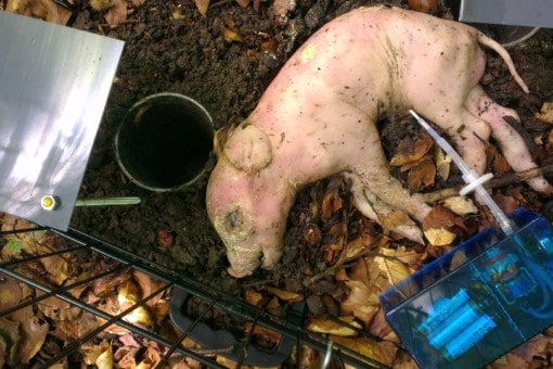 Picture: The photograph shows, photographed from above, a dead piglet on the forest floor in a cage with black bars. To the left of the piglet is a hollow cylindrical metal tube in the floor, next to which is a metal rod in the floor, to which a square metal surface is screwed as a kind of roof over the tube. To the lower right of the piglet, in a transparent blue housing, is a device for collecting scent samples of the volatile decomposition substances of the carcass.