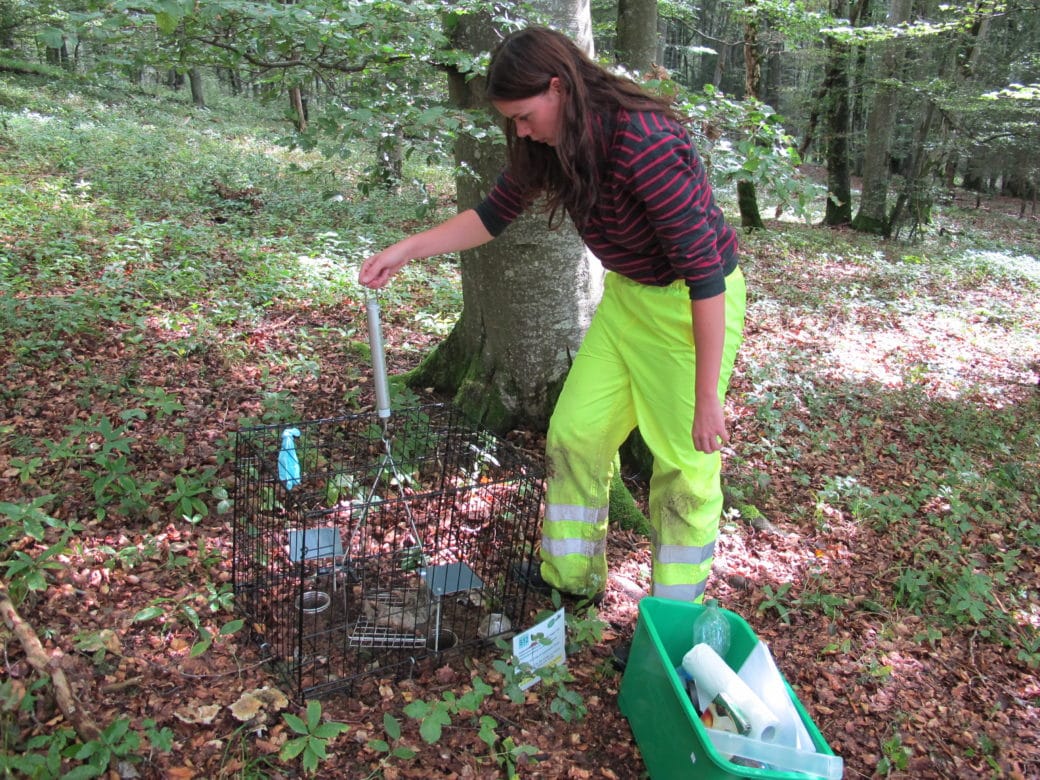 Abbildung: Das Foto zeigt in einem sommerlichen Buchenwald eine junge Wissenschaftlerin,die mit einer Zugwaage das Gewicht eines Ferkelkadavers misst. Der Kadaver liegt auf einem Gestell in einem geschlossenen Gitterkäfig, der auf dem Waldboden steht. Von dem Gestell gehen zwei Verstrebungen nach oben ab, die durch das Käfig-Gitter hindurch an einem Ring enden. Der Ring ist in dem Haken der Zugwaage eingehängt.