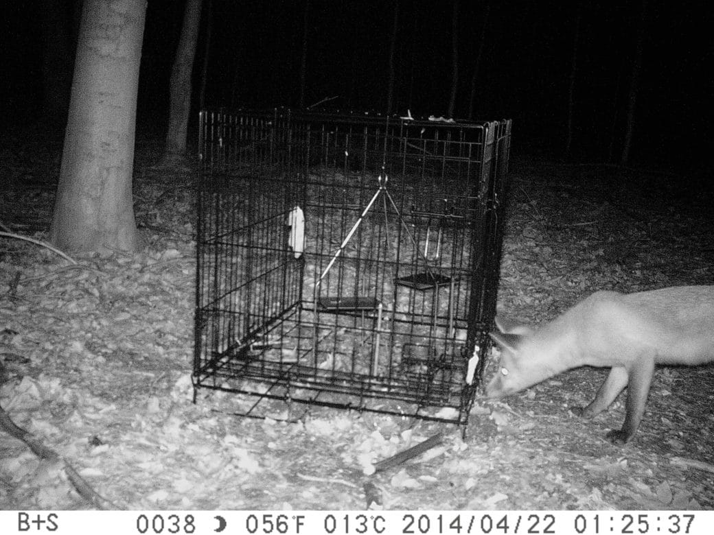 Abbildung: Das Foto zeigt die nächtliche Schwarzweiß-Aufnahme einer Kamerafalle im Wald. Auf dem Waldboden steht ein Käfig, in dem sich ein Ferkelkadaver befindet. Rechts am Käfig schnuppert ein Fuchs, der vom Verwesungsgeruch angelockt wurde.