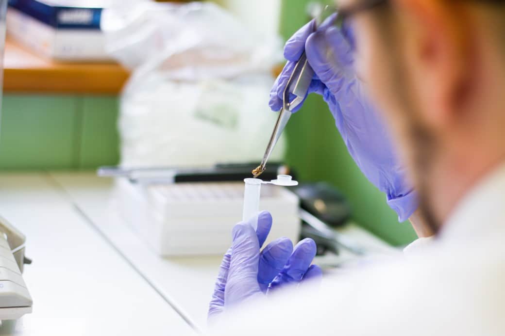 Picture: The photo shows a scientist in the laboratory holding an insect with tweezers over the opening of a plastic tube. The scientist is wearing blue latex gloves. Laboratory materials can be seen in the background.