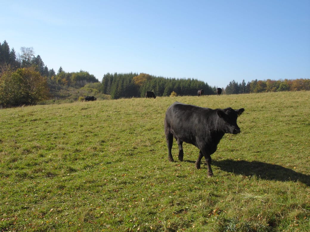 Abbildung: Das Foto zeigt mehrere grasende Rinder mit schwarzem Fell auf einer sonnenbeschienenen Wiese mit niedrigem Gras. Im Hintergrund sind Hügel mit Nadel- und Laubbäumen zu sehen.