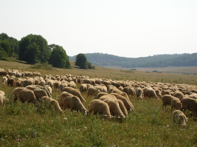 Abbildung: Das Foto zeigt eine weidende Schafherde auf einer großen Wiese mit hohem Gras. Im Hintergrund sind Hügel mit Laubwäldern zu sehen.