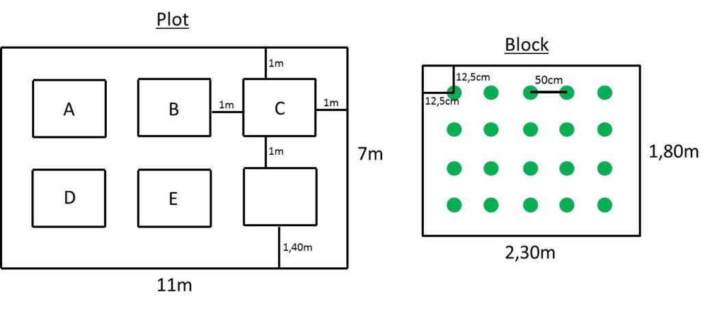 Picture: The diagram shows information about the plot structure and the planting scheme. A plot consists of a rectangle where the longer side is eleven metres long and the shorter side is 7 metres long. Within the plot there are 2 rows of 3 blocks. The blocks have a distance of one metre to each other and to the edge of the plot, only to the lower edge of the plot the distance is one metre and forty centimetres. Blocks 1 to 5 are marked from A to E, the sixth block has no marking. A block consists of a rectangle where the longer side is 2 metres thirty long and the shorter one metre eighty. Each block contains twenty plants. The distance between the plants is fifty centimetres, the distance between the outer plants and the edge of the block is fifteen centimetres.