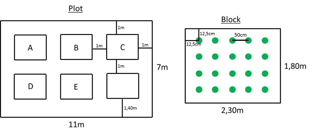 Abbildung: Das Schaubild zeigt Informationen zur Plot-Struktur und dem Pflanz-Schema. Ein Plot besteht aus einem Rechteck, bei dem die längere Seite elf Meter lang ist und die kürzere Seite 7 Meter. Innerhalb des Plots befinden sich 2 Reihen von 3 Blöcken. Die Blöcke haben zueinander sowie zum Rand des Plots einen Abstand von einem Meter, nur zum unteren Rand des Plots beträgt der Abstand einen Meter und vierzig Zentimeter. Die Blöcke 1 bis 5 sind von A bis E markiert, der sechste Block trägt keine Markierung. Ein Block besteht aus einem Rechteck, bei dem die längere Seite 2 Meter dreißig lang ist und die kürzere ein Meter achtzig. Jeder Block enthält zwanzig Pflanzen. Der Abstand der Pflanzen untereinander beträgt fünfzig Zentimeter, der Abstand der außenliegenden Pflanzen zum Rand des Blocks beträgt fünfzehn Zentimeter.