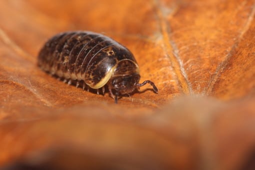 Picture: The photo shows a close-up of a centipede on a brown leaf.