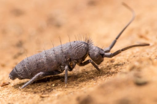 Picture: The photo shows a springtail on the forest floor.
