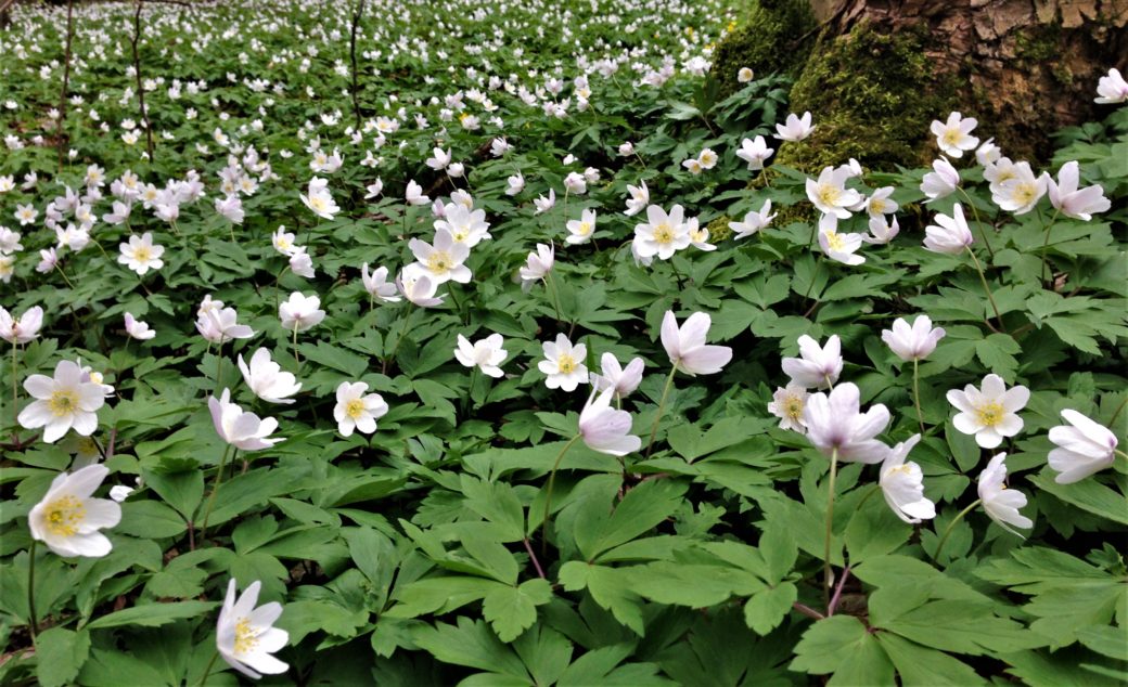 Abbildung: Das Foto zeigt eine mehrere Quadratmeter große Fläche von blühenden Buschwindröschen, lateinisch Anemone nemorosa. Rechts oben im Bild ist ein Teil einer bemoosten Baumwurzel zu sehen, die in den Baumstamm übergeht.