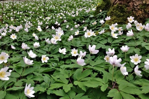 Abbildung: Das Foto zeigt eine mehrere Quadratmeter große Fläche von blühenden Buschwindröschen, lateinisch Anemone nemorosa. Rechts oben im Bild ist ein Teil einer bemoosten Baumwurzel zu sehen, die in den Baumstamm übergeht.