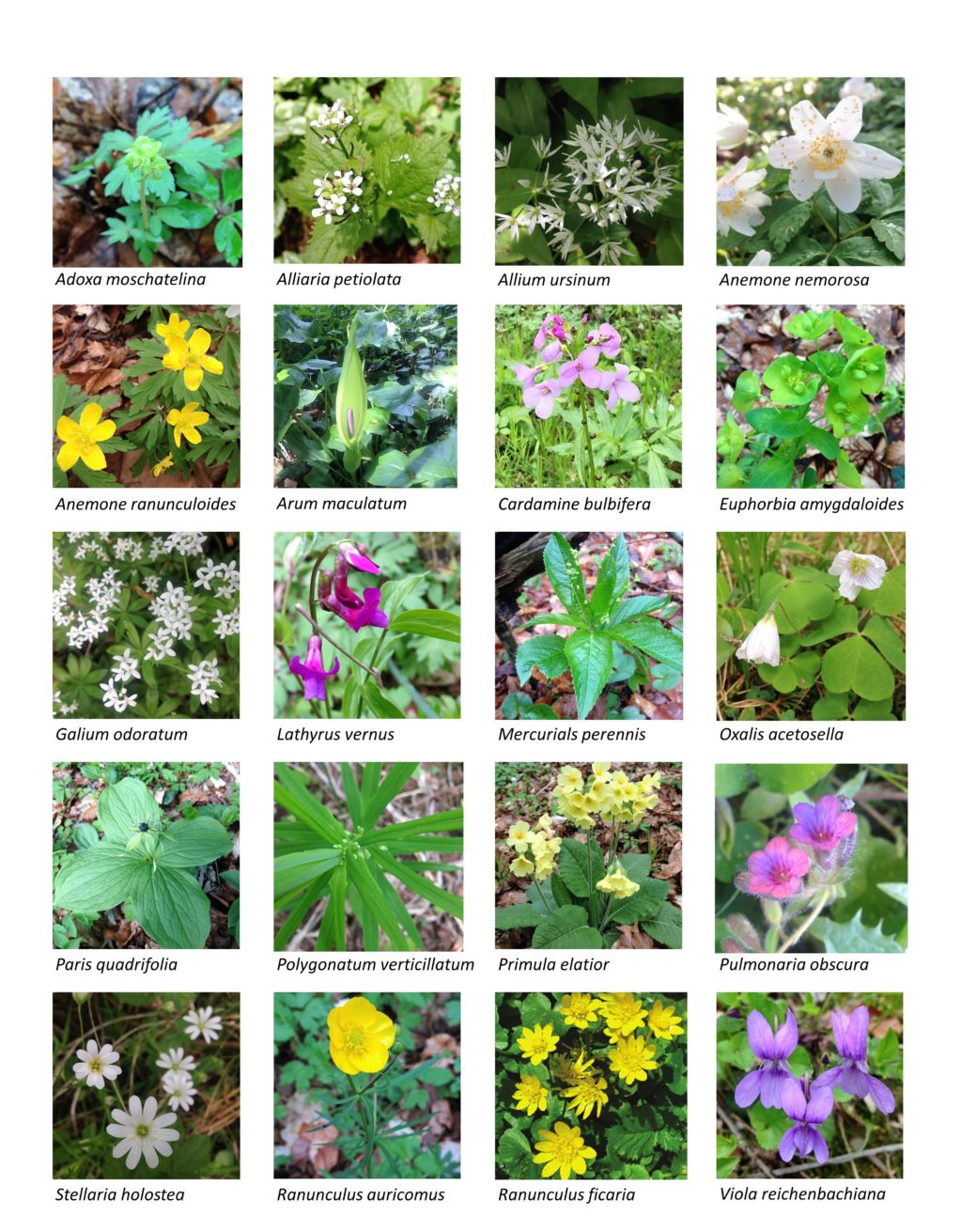 Picture: The collage contains twenty photos of spring-flowering plants that are common in the forest areas of the Hainich-Dün and Swabian Alb regions. The photos show specimens of the species Adoxa moschatelina, Alliaria petiolata, Allium ursinum, Anemone nemorosa, Anemone ranunculoides, Arum maculatum, Cordamine bulbifera, Euphorbia amygdaloides, Galium odoratum, Lathyrus vernus, Mercurials perennis, Oxalis acetosella, Paris quadrifolia, Polygonatum verticillatum, Primula elatior, Pulmonaria obscura, Stellario holostea, Ranunculus auricomus, Ranunculus ficaria and Viola reichenbachiana.