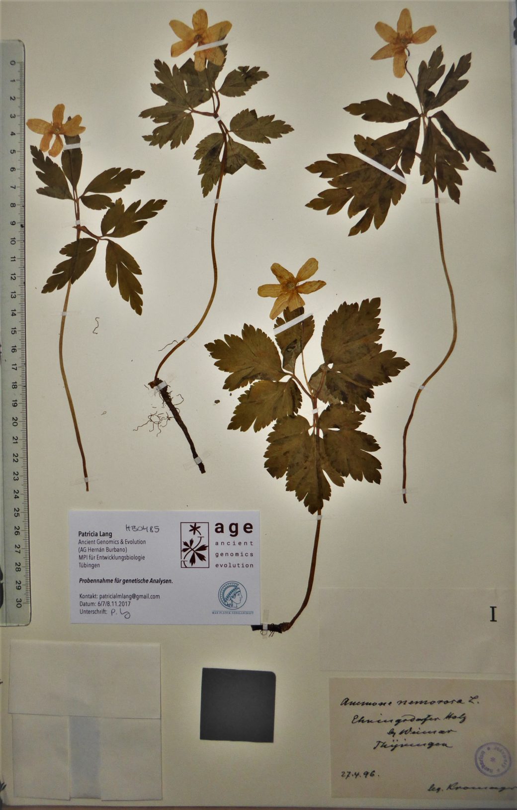 Picture: The photo shows a sheet of paper on which dried specimens of wood anemone, Latin Anemone nemorosa, are attached. At the left edge of the picture, the graduation of an applied ruler can be seen. In the lower part of the sheet, a card containing information about the scientist who carried out the sampling is stuck on the left. At the very bottom right of the sheet, there is a sticker with handwritten information about the plant.