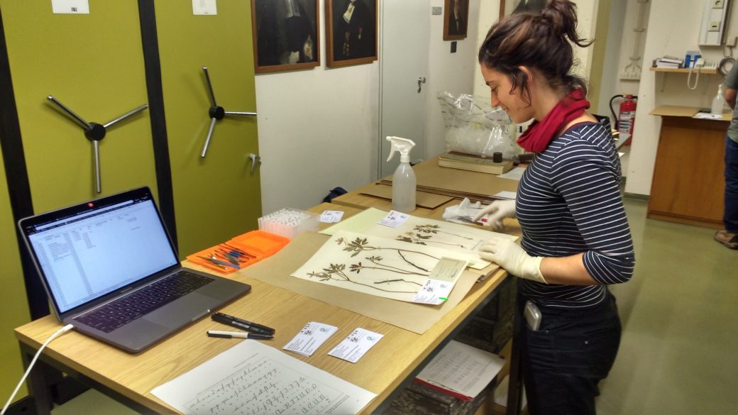 Abbildung: Das Foto zeigt einen Arbeitsraum im Herbarium Tubingense. Eine junge Wissenschaftlerin, die Latexhandschuhe trägt, steht an einem Tisch und bereitet die Entnahme einer Blattprobe für die Extraktion von D N A vor. Die Frau betrachtet eines von zwei vor ihr liegenden Papierblättern, auf denen getrocknete Pflanzenproben von gelben Windrös-chen, lateinisch Anemone ranunculoides, befestigt sind. Außerdem befinden sich auf dem Tisch noch ein angeschalteter Laptop, drei Stifte, eine Schale mit Pinzetten, eine Sprühflasche sowie einzelne Karten mit Informationen zu Proben-Nahmen.