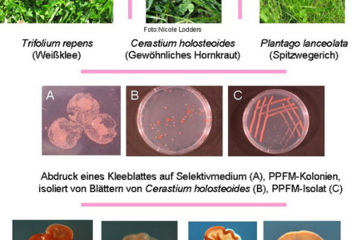 Abbildung: Die dreigeteilte Collage enthält zehn Fotos. Teil A zeigt Pflanzen, die auf Wiesen wachsen. Foto 1 zeigt Weißklee, lateinisch Trifolium repens. Foto 2 zeigt gewöhnliches Hornkraut, lateinisch Cerastium holosteoides. Foto 3 zeigt Spitzwegerich, lateinisch Plantago lanceolata. Teil B der Collage zeigt Bakterien-Kolonien in Petrischalen. Foto 1 zeigt den Abdruck eines Kleeblatts auf Selektivmedium. Foto 2 zeigt P P F M Kolonien, isoliert von Blätter von gewöhnlichem Hornkraut. Foto 3 zeigt P P F M Isolat. Teil C der Collage zeigt 4 Mikroskop-Aufnahmen verschiedener P P F M Kolonien ohne genauere Bezeichnung der Fotos.