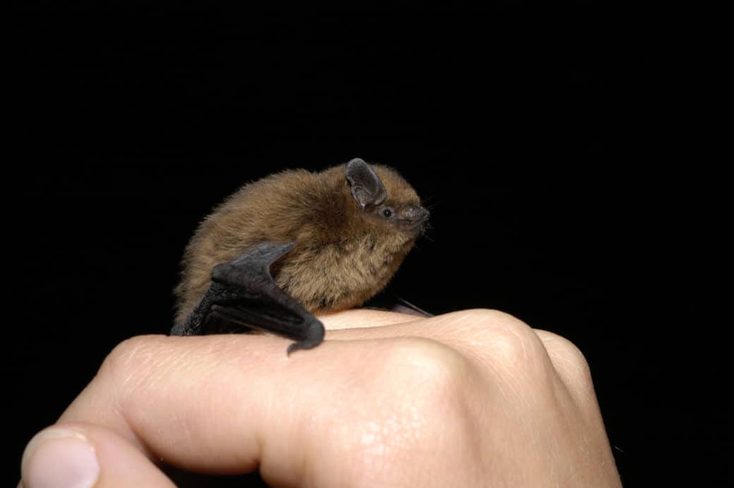 Picture: The photo shows a hand surface with a pygmy bat sitting on it against a black background.