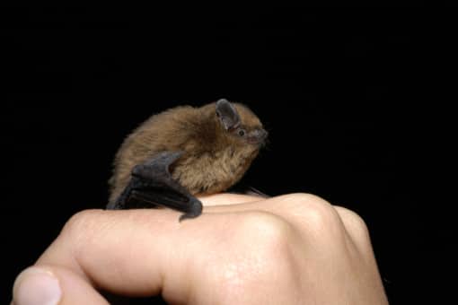 Picture: The photo shows a hand surface with a pygmy bat sitting on it against a black background.