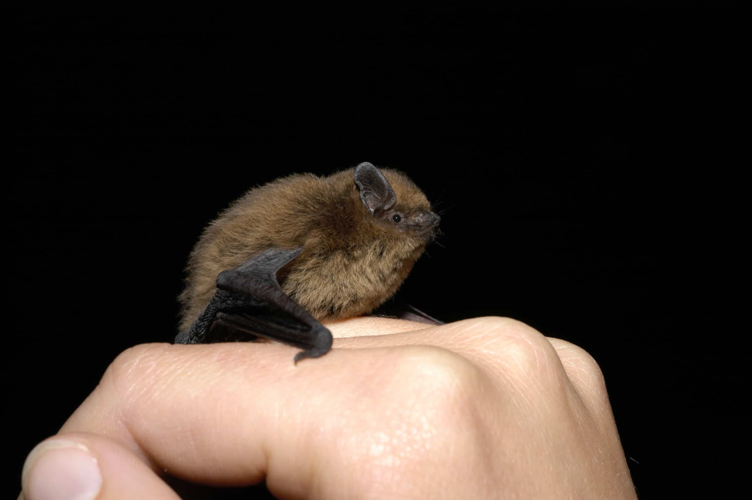 Untersuchung der Fledermaus- und Vogelpopulation im urbanen Raum beginnt …