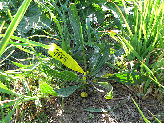 Abbildung: Das Foto zeigt auf einem Feld zwischen anderen Pflanzen ein Exemplar von Spitzwegerich, lateinisch Plantago lanceolata. Die Pflanze ist markiert mit einem gelben Band, auf das eine Nummer geschrieben ist.