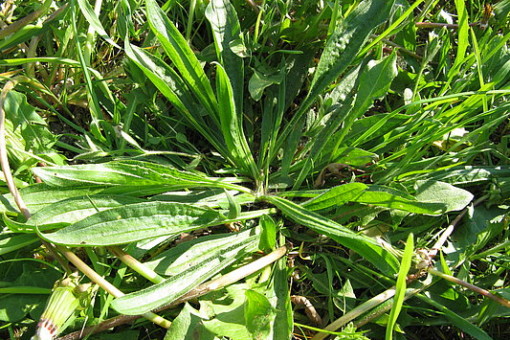 Abbildung: Das Foto zeigt auf einer Wiese von oben fotografiert ein Exemplar von Spitzwegerich, lateinisch Plantago Lanceolata.