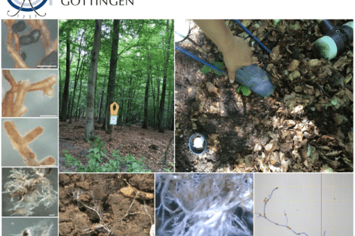 Picture: The collage contains the logo of the Georg-August-University Göttingen and ten photos of fungi of the species mycorrhiza. Photos 1 to 5 show close-ups of parts of the fungi. Photo 6 shows a beech forest in summer and a pole to which two illegible signs are attached. The upper sign is yellow and pentagonal and shows the symbolic image of an owl. Photo 7 shows a hand sticking a round cup-like container into the forest floor. Photo 8 shows light-coloured fungal strands on lumps of earth. Photo 9 shows a close-up of the mycelium. Photo ten shows a screenshot of the capture of a fungal structure on the computer.