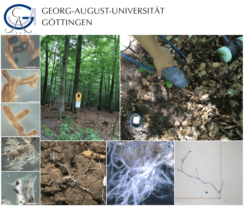 Abbildung: Die Collage enthält das Logo der Georg-August-Universität Göttingen und zehn Fotos zu Pilzen der Art Mykorrhiza. Die Fotos 1 bis 5 zeigen Großaufnahmen von Teilen der Pilze. Foto 6 zeigt einen Buchenwald im Sommer und einen Pfahl, an dem zwei unleserliche Schilder befestigt sind. Das obere Schild ist gelb und fünfeckig und zeigt das Symbolbild einer Eule. Foto 7 zeigt von oben fotografiert eine Hand, die einen runden becherartigen Behälter in den Waldboden steckt. Foto 8 zeigt helle Pilzstränge auf Erdbrocken. Foto 9 zeigt eine Nahaufnahme des Myzels. Foto zehn zeigt einen Screenshot von der Erfassung einer Pilzstruktur am Computer.