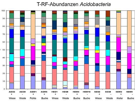 Picture: The diagram compares the bacterial abundance from four samples each from the Swabian Alb, Hainich-Dün and Schorfheide-Chorin exploratories in 12 columns using differently coloured and differently sized column segments.