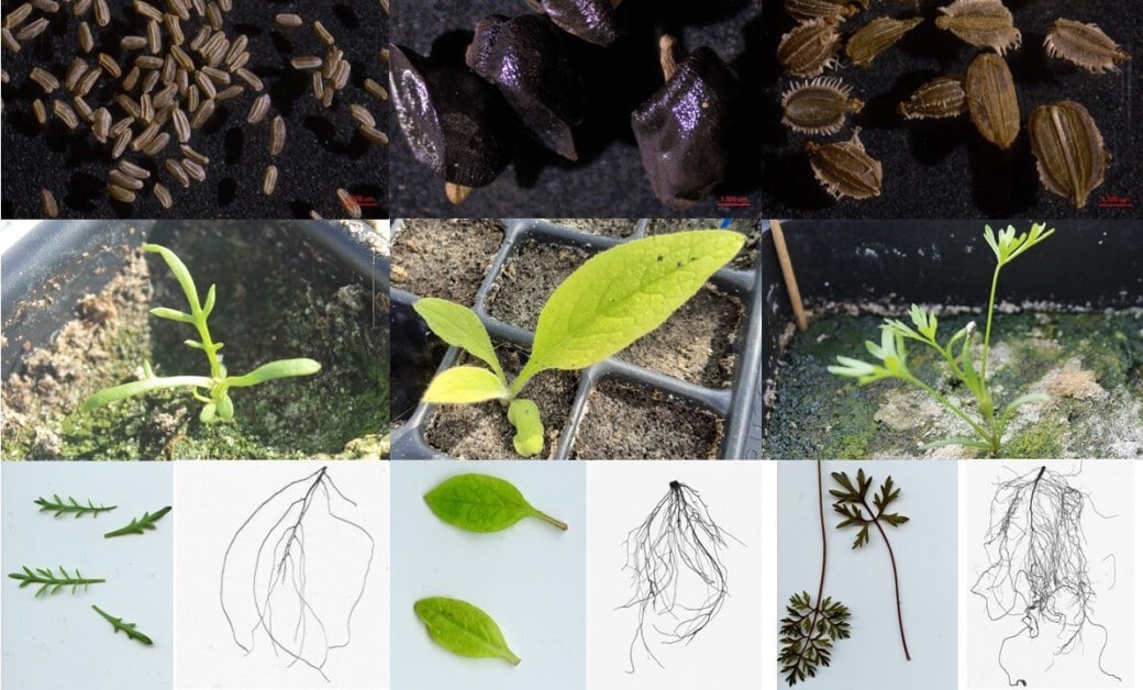 Picture: The collage shows twelve photos of different seeds and seedlings.