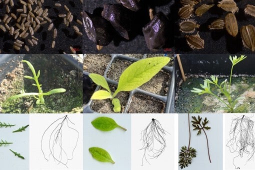 Abbildung: Die Collage zeigt zwölf Fotos unterschiedlicher Samen und Keimlinge.