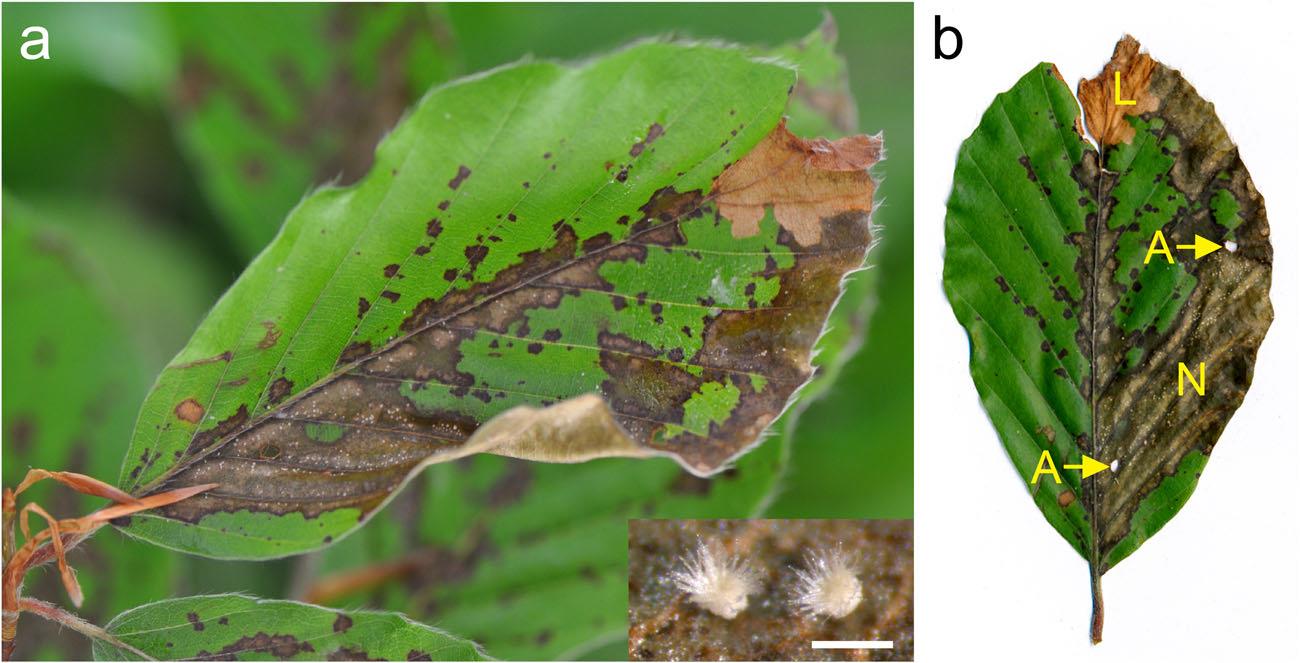 Pflanzenherbivorie ebnet invasivem Pilz den Weg ins Blatt
