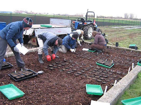 Picture: The photograph shows a wintry landscape with fields and, in the foreground, a rectangular basin of an experimental garden, several square metres in size, filled with soil or mulch and surrounded by a low stone wall. Inside the basin, four young female scientists and an older man, possibly a farmer, are busy digging in a large number of square black flower pots filled with soil, with the top of the flower pots sticking out of the ground. The burying is done in orderly rows. The pots are transported in flat black or light green plastic trays, each of which can hold twelve pots. In the picture, several empty such trays can be seen, both inside and outside the basin. Behind the basin is a tractor with a trailer used to transport the pots, with its sides folded down. Apart from a single green plastic bowl, the loading area is empty.